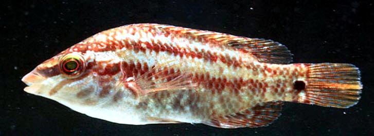 Symphodus roissali_00006